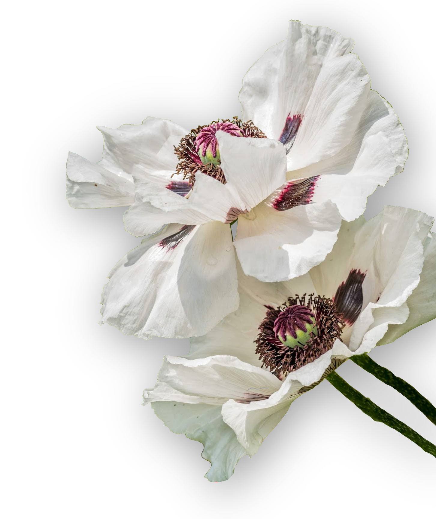 passe-floraison-droit2