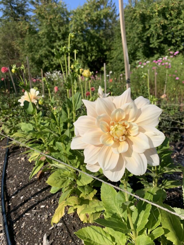 Encore tant de beauté au Jardin, en cette première journée d'automne!