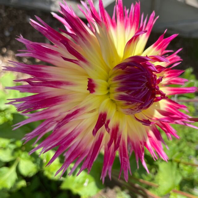 Joyeuses Fêtes à tous les amis et visiteurs du Jardin de François! Que cette saison festive soit aussi colorée et joyeuse que les plus belles fleurs de notre jardin.  Que cette période magique soit emplie de bonheur, de chaleur et de moments inoubliables.  Joyeuses Fêtes à vous tous!